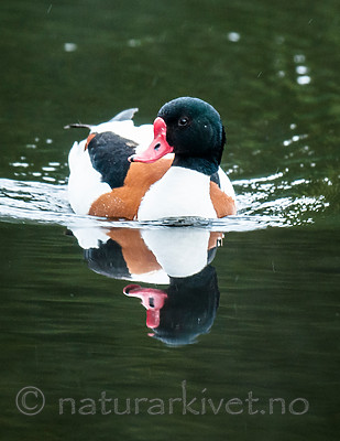 BB 11 0438 / Tadorna tadorna / Gravand